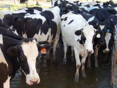 Essential oils are offering hope in treating mastitis in dairy cows.