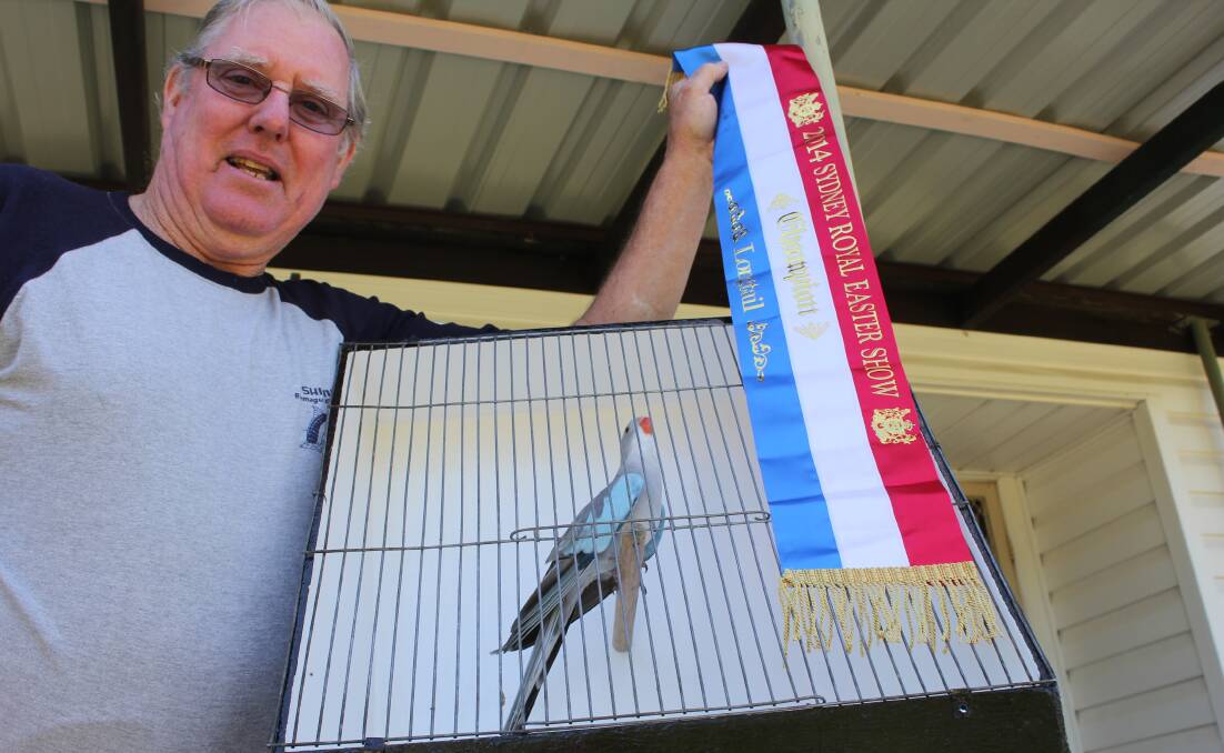 Doug Millward, Wagga and his champion princess parrot from the Sydney Royal Easter Show. Pictures: Nikki Reynolds