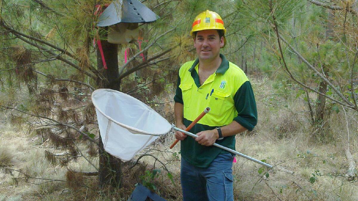 DPI scientist Dr Angus Carnegie releases the biological control for pine aphid at Lidsdale SF near Lithgow.