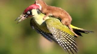 Weasel riding woodpecker explained  | Video