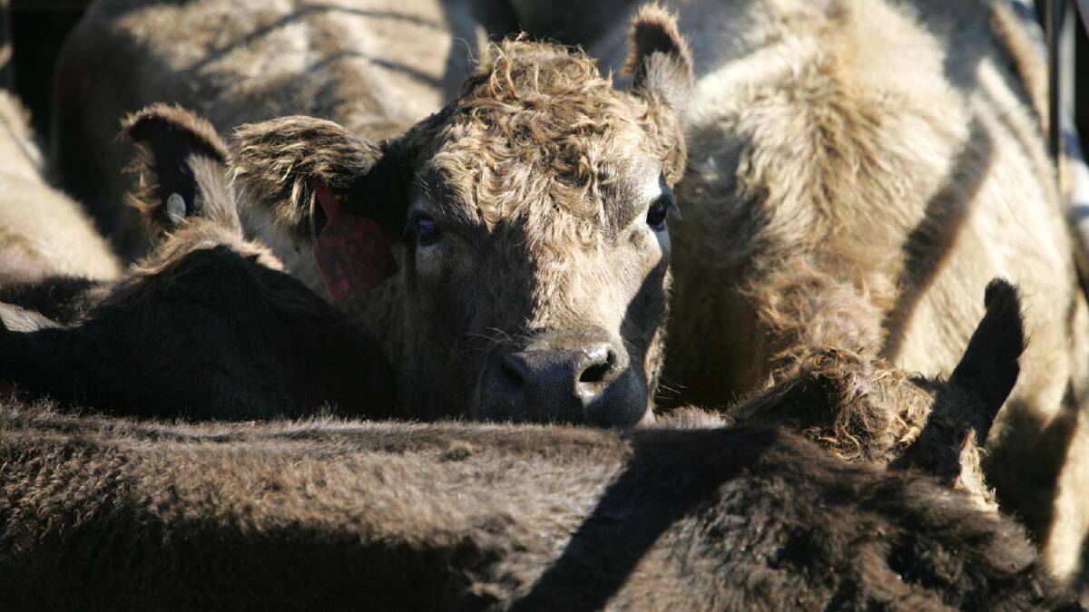 Cattle in western NSW are dying in mysterious circumstances. Picture: STOCK PHOTO