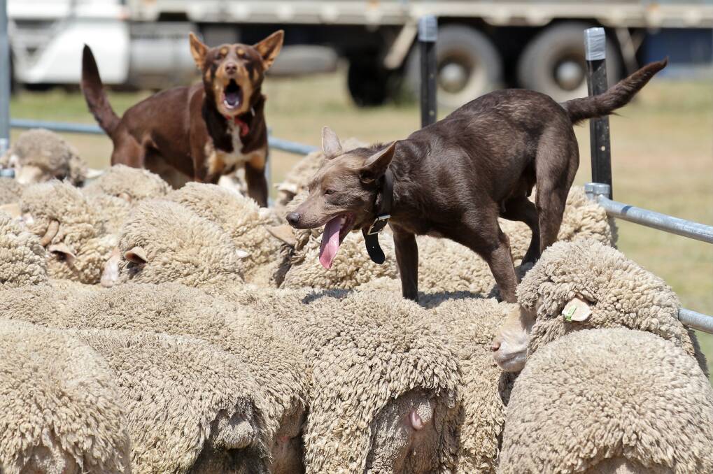 ROUND THEM UP: Working dogs Salt and Choker in action during an event at the Rutherglen Show in October, 2013. 