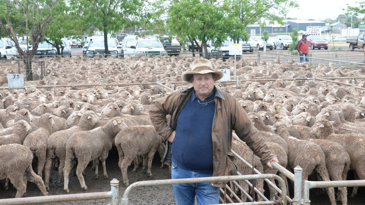 Lyn Allison, "Greendale", West Wyalong, sold 2016 drop Merino ewes, Woodpark Poll blood, for $152 at the West Wyalong sheep sale on Wednesday. Photo by Rachael Webb.