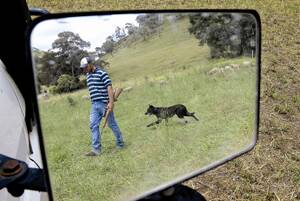 LANDHOLDER Gavin MacCallum patrols his property for wild dogs.