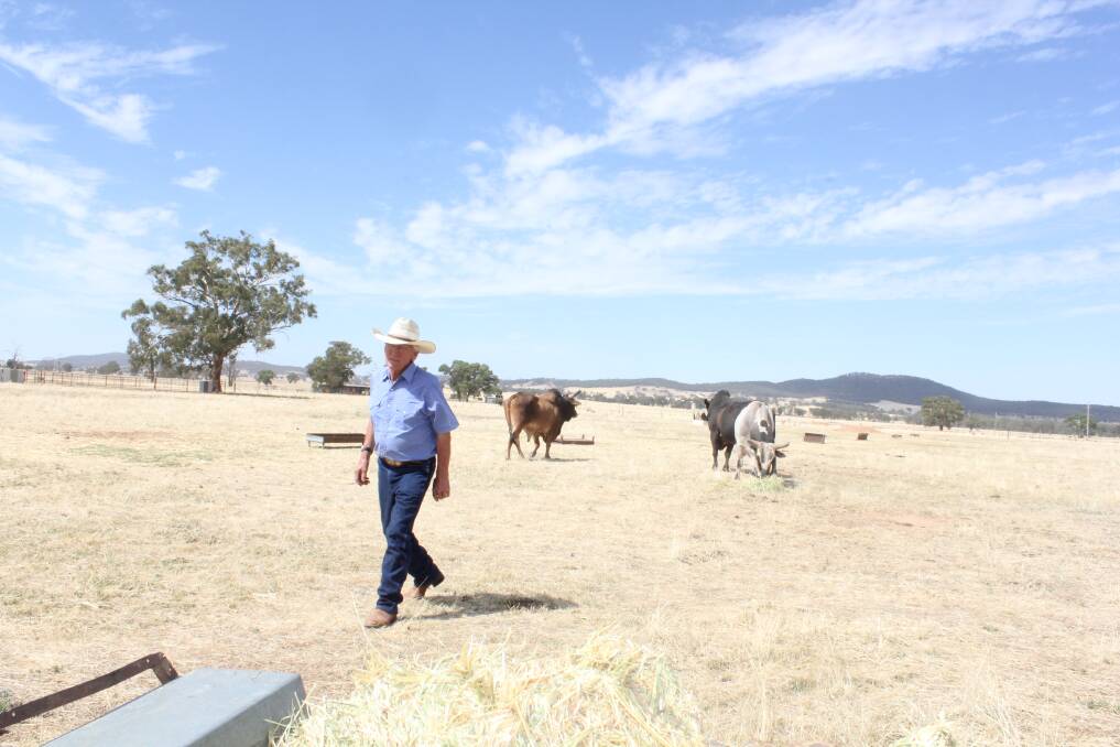 John Gill, principal of John P Gill and Sons pictured with some of his champion bucking bulls. Pictures: Nikki Reynolds