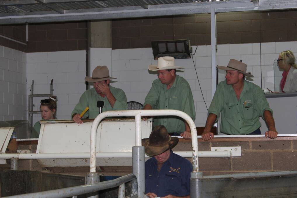 The team from Landmark Wagga in action at the Wagga cattle sale. Pictures: Shantelle Stephens