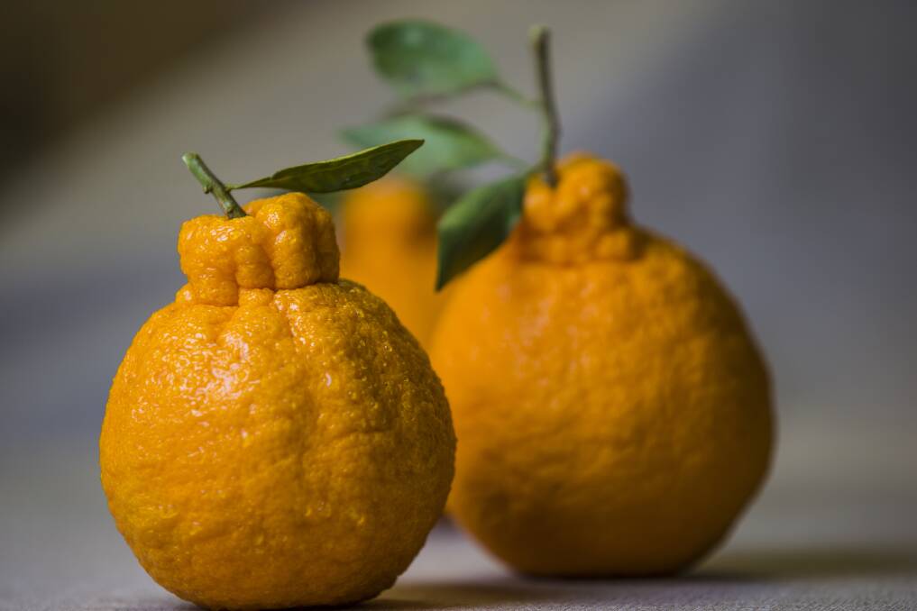 Leeton citrus growers producing 'sumo' mandarins