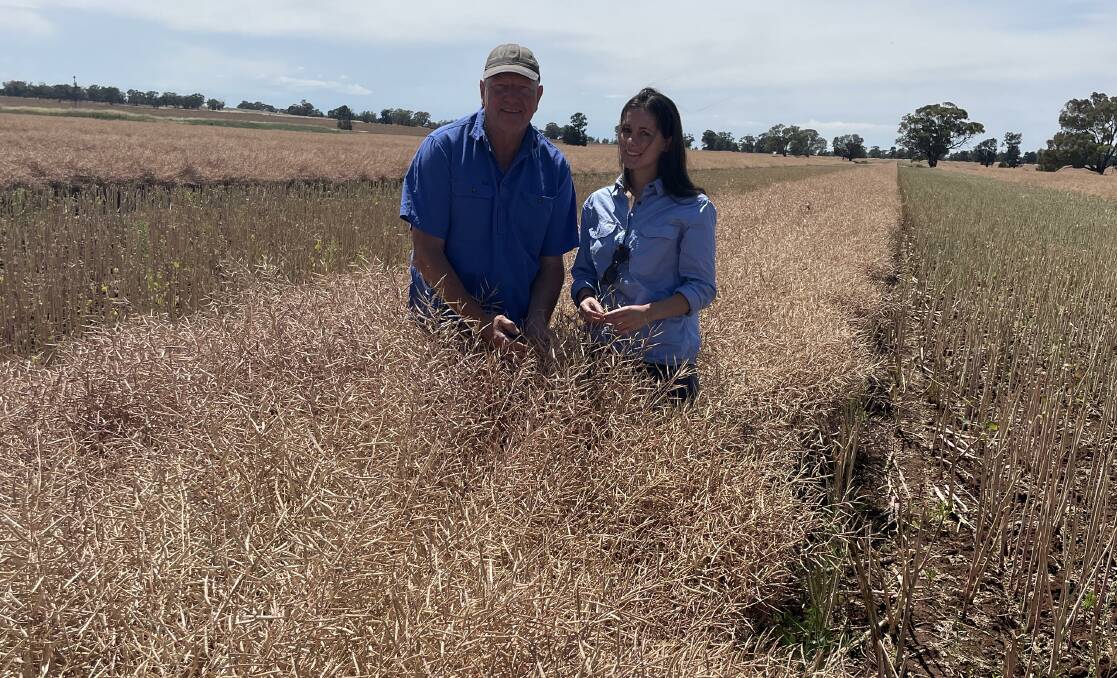 Garry Seamer and Isabell Coghlan checking the windrowed canola on Ashmoor Farms, Berrigan, following 25mm rain overnight.