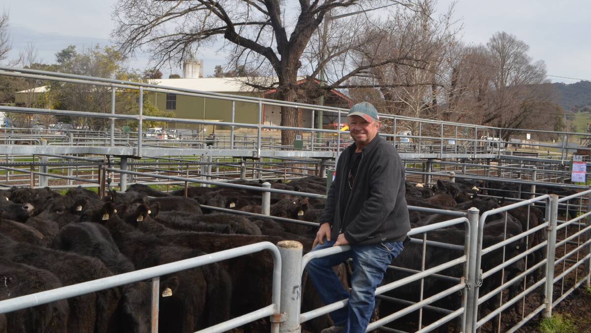 Wally Perenc, WSL Investments P/L, Yass with the 70 Angus heifers, Bongongo-blood and 11-12 months he bought for $730. "Great quality, so I had to have them."