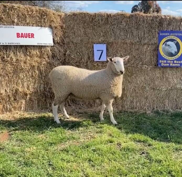 RESULTS: The top priced ram bought by Blantyre Farms, Young, for $5800. "He is an extremely well carcased ram currently weighing 115 kgs," Jamie Buerckner said. Photo: Bauer Border Leicester stud 