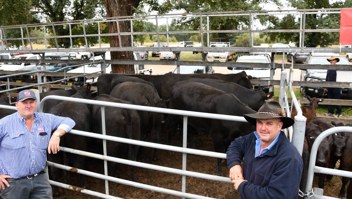 Craig Pellow, QPL, Temora, purchased 22 Angus cows with calves for the Gilmore family, Tattykeel, Oberon, for $4300 from Paul Webb, Tumut. 