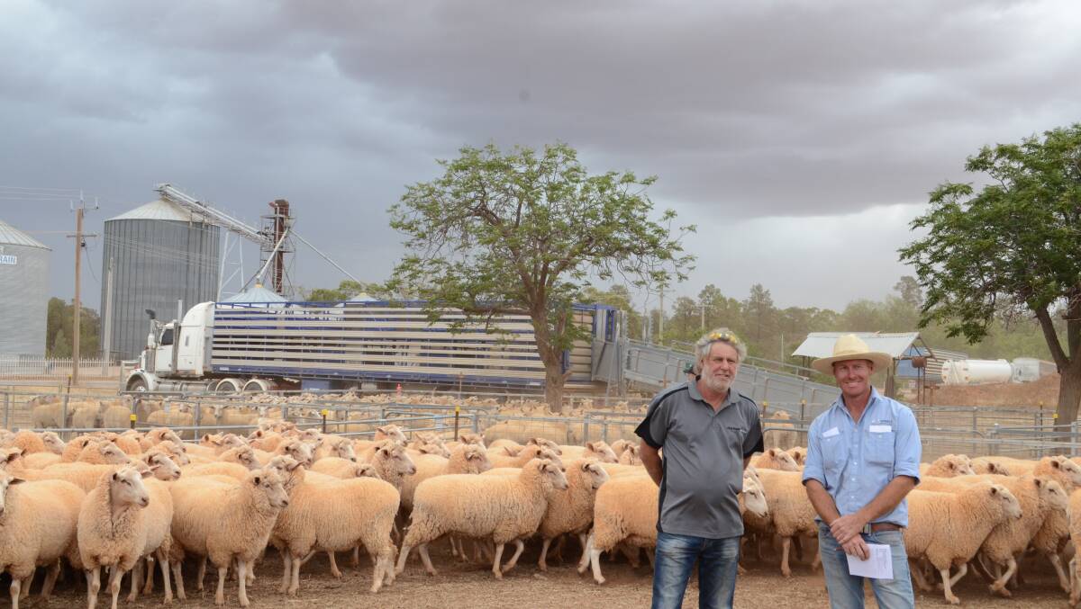 With the top priced pen - Keith Studholme, Weethalle with his pen of 142 June-shorn ewes, scanned in lamb to White Suffolk rams bought by Coleambally livestock agent Anthony Mannes for $378 on behalf of a client.