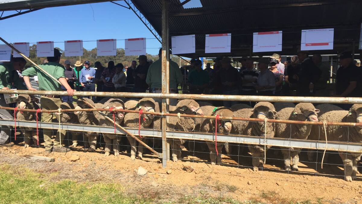 Woolgrowers and lamb getters: A selection of the 91 Poll Merino rams sold for $2,280 average price.