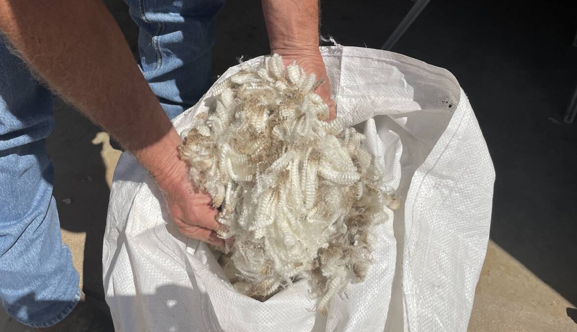 Five months fleece from a recent purchase of Orrie Cowrie ram showing defined crimp and ultra softness. 