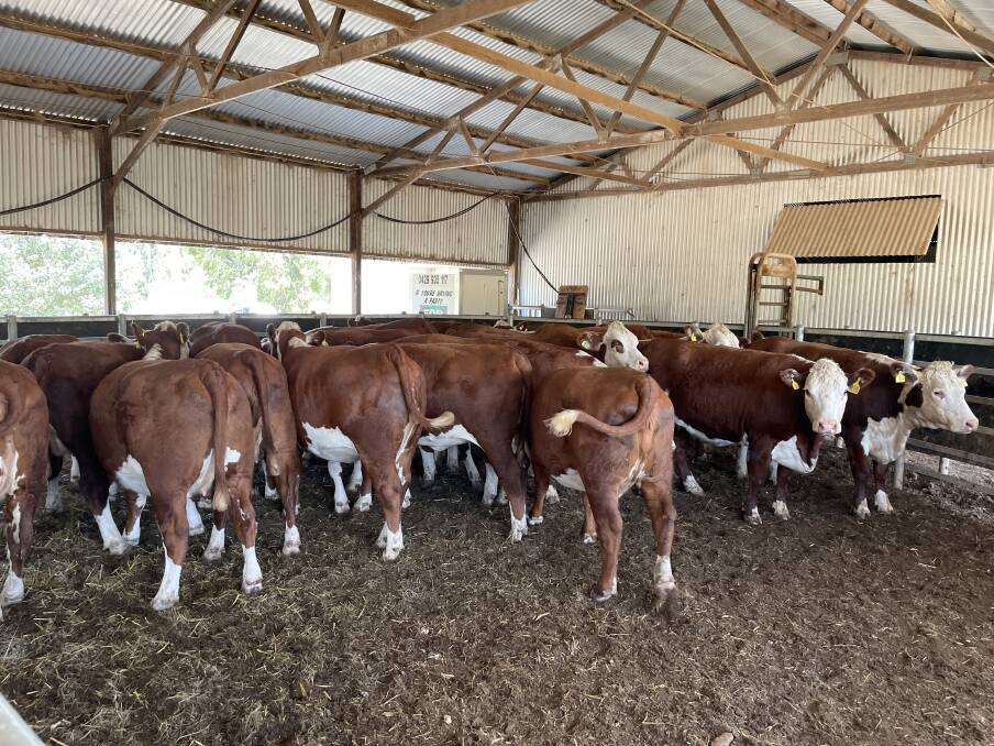 20 heifers PTIC to sons of Injemira Retford to calve in March sold for $4650 to B and S Walkom, Crookwell.