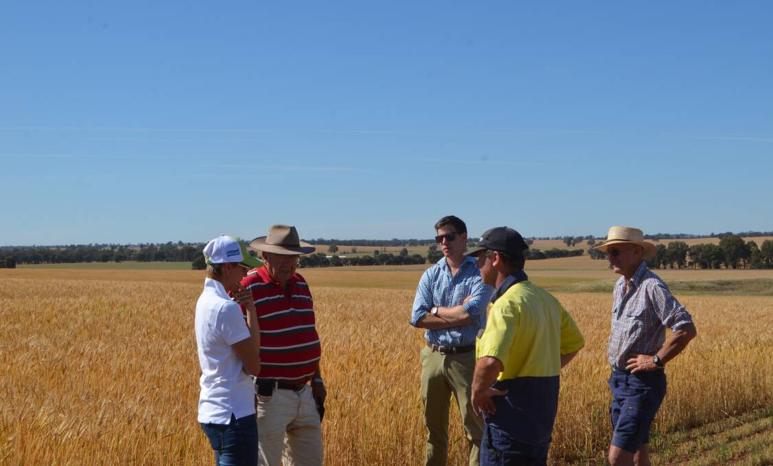 Discussing the season: Heidi Gooden, Tom Dwyer, wheat competition co-ordinator, Duncan Fisher, Suncorp Bank, Wagga Wagga, David Gooden and Patrick Gooden, Lockhart Show Society.