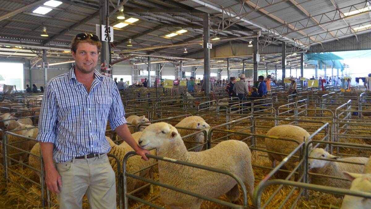 Cameron Letham, Canterbury, NZ was associate judge during the judging of the prime lamb and dual-purpose breed classes. 