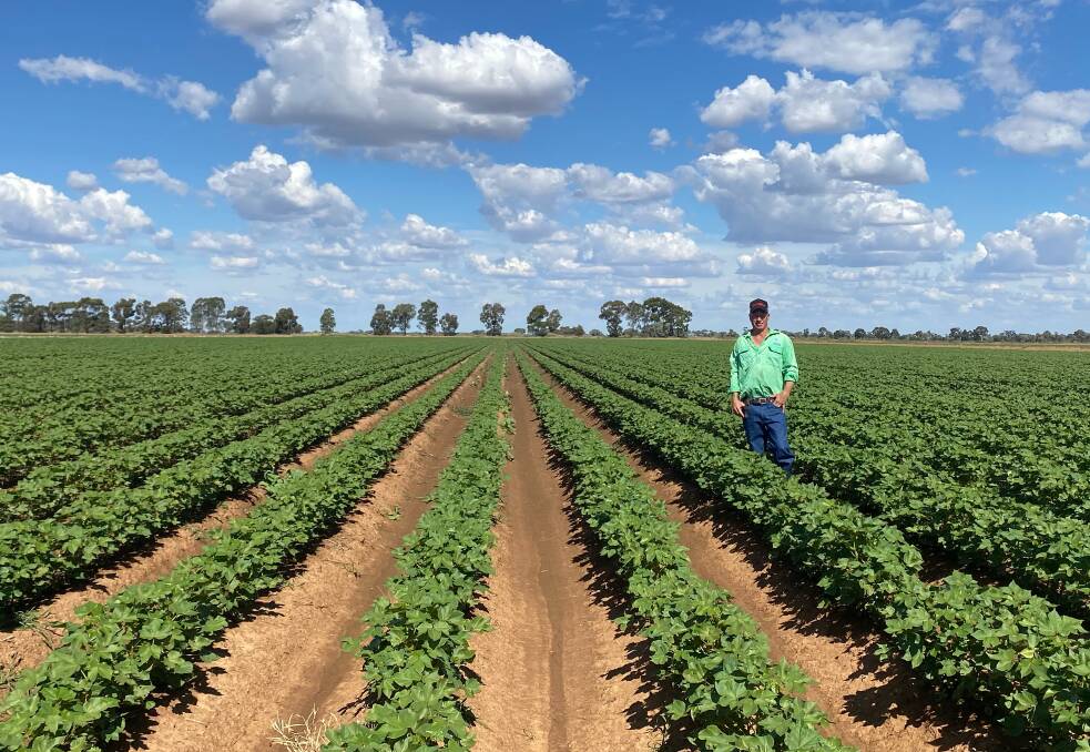 Lachie Danckert, Nindethana, Deniliquin, in his crop of Sicot 714B3F cotton. Photo: supplied