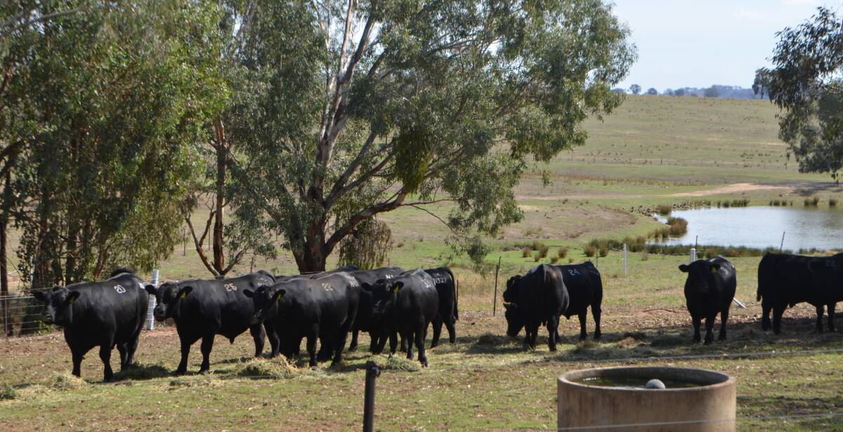 A selection of the Angus bulls available for the autumn on-property sale account Corey and Prue Ireland.
