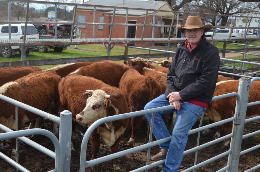 Chris Annetts, Elders Tumut with 10 Hereford cows with calves by account Chris and Lisa Howell, “Whispering Pine”, Adelong for $1400
