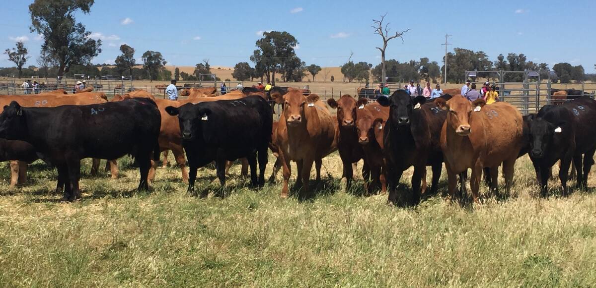 A selection of the stud Limousin females sold during the dispersal of the Birubi stud