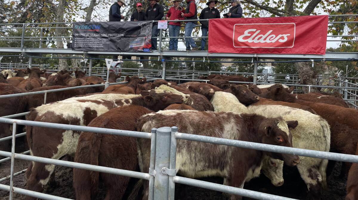 Wandeen Nicholls Bros, Gundagai, sold 55 yearling Shorthorn steers wieghing 423kg for $2450.