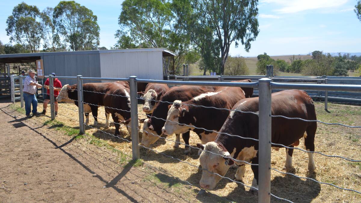 Poll Hereford bulls offered for sale at Wirruna 