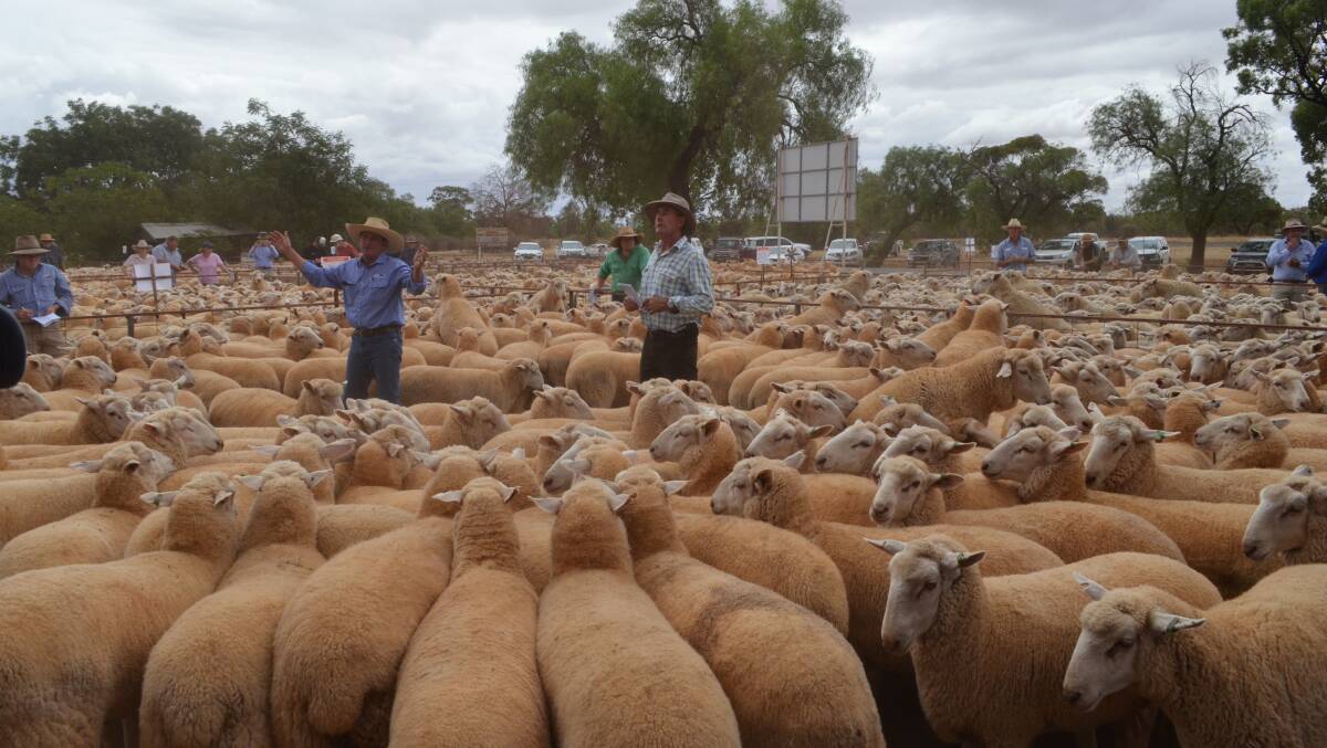 Justin Buchanan calling for bids during the Barellan first-cross ewe sale, with Neil Findlay spotting.
