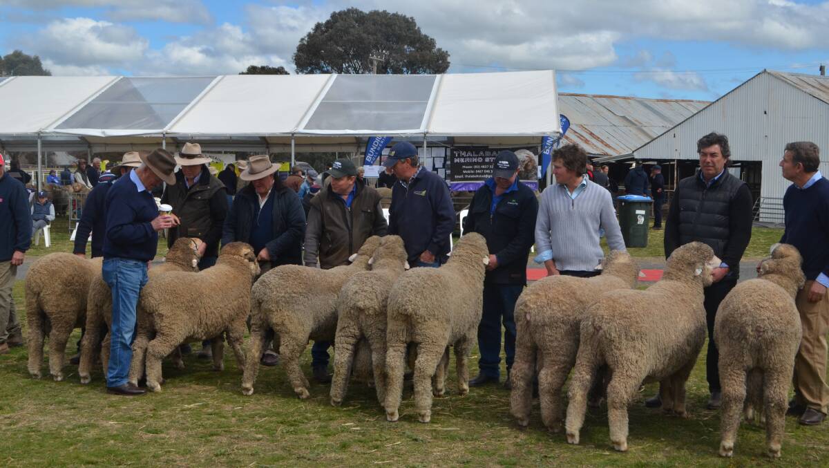 Merino rams being judged at Harden during the 2018 South West Slopes Stud Merino field day.