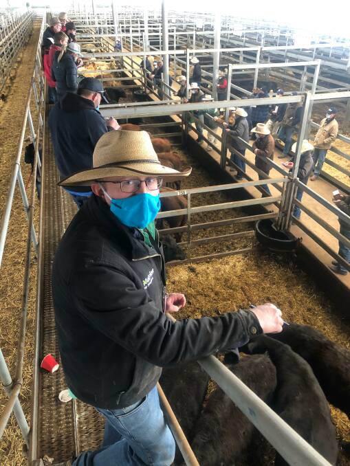 Tim Robinson, Paull and Scollard Nutrien, Wodonga, quoted the Northern Victoria Livestock Exchange store cattle sale at Wodonga last Thursday as "fully firm on last sale". Photo: Northern Victoria Livestock Exchange