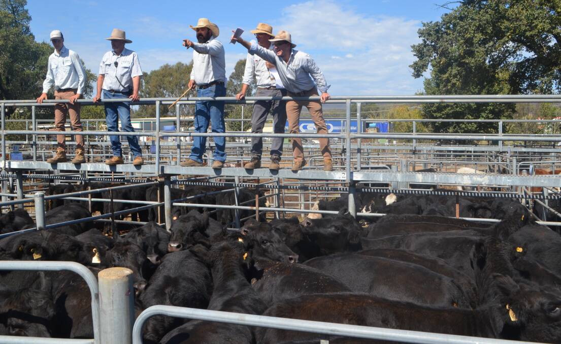 Tyler Pendergast leading the team from G.J Hulm and Co selling the 800 cattle during their annula autumn store sale at Tumut 