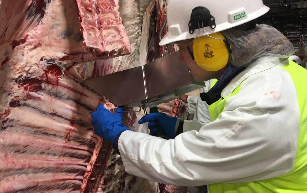 VBG2000 camera being used by an MSA qualified grader to collect a rib-eye image for analysis. Photo: Teys Australia