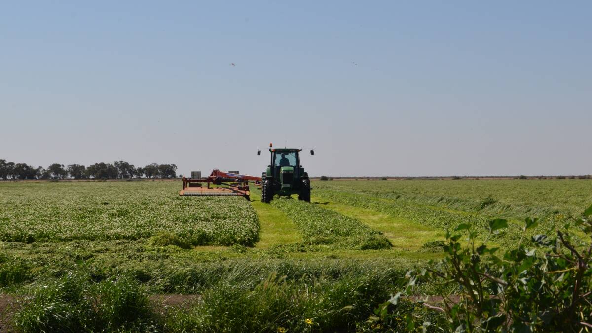 Cutting excellent pasture growth in preparation for fodder conservation.