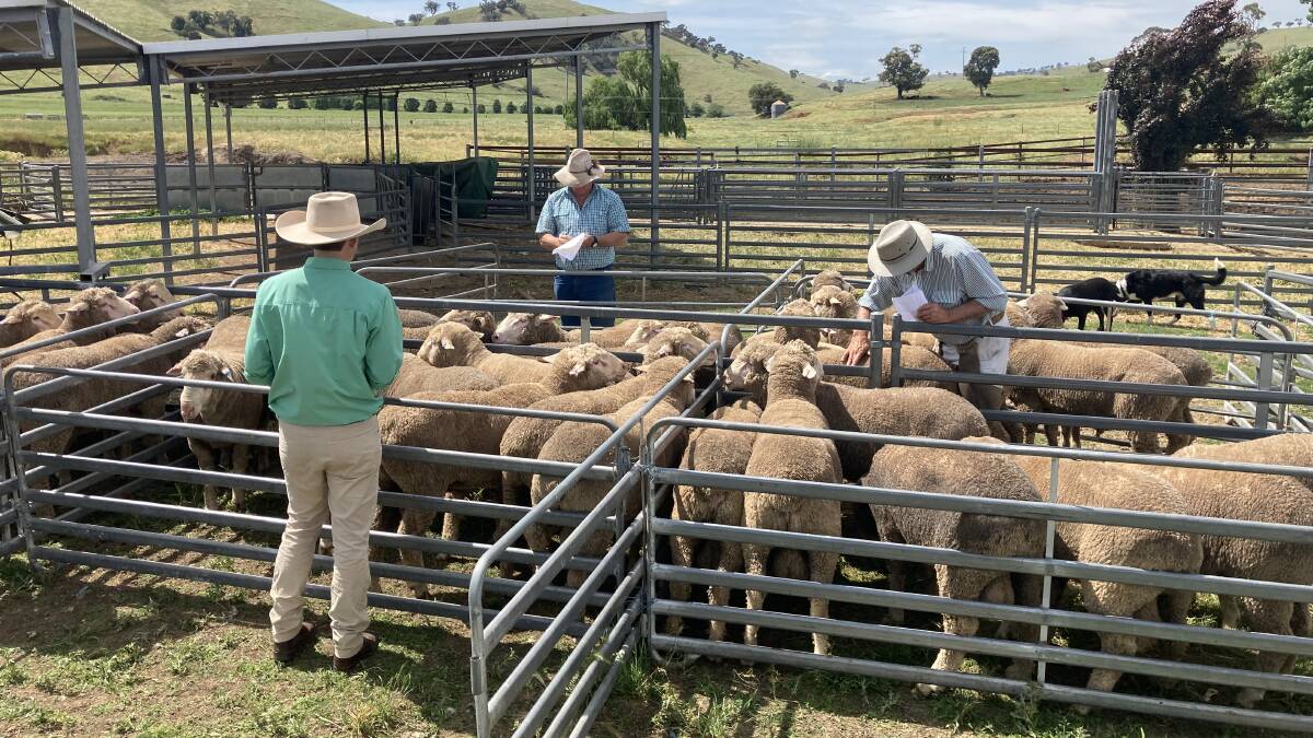 Buyers assessing the offering of Dohne rams at the Dimension stud, Gundagai. Photo: Nutrien Ag Solutions, Wagga Wagga