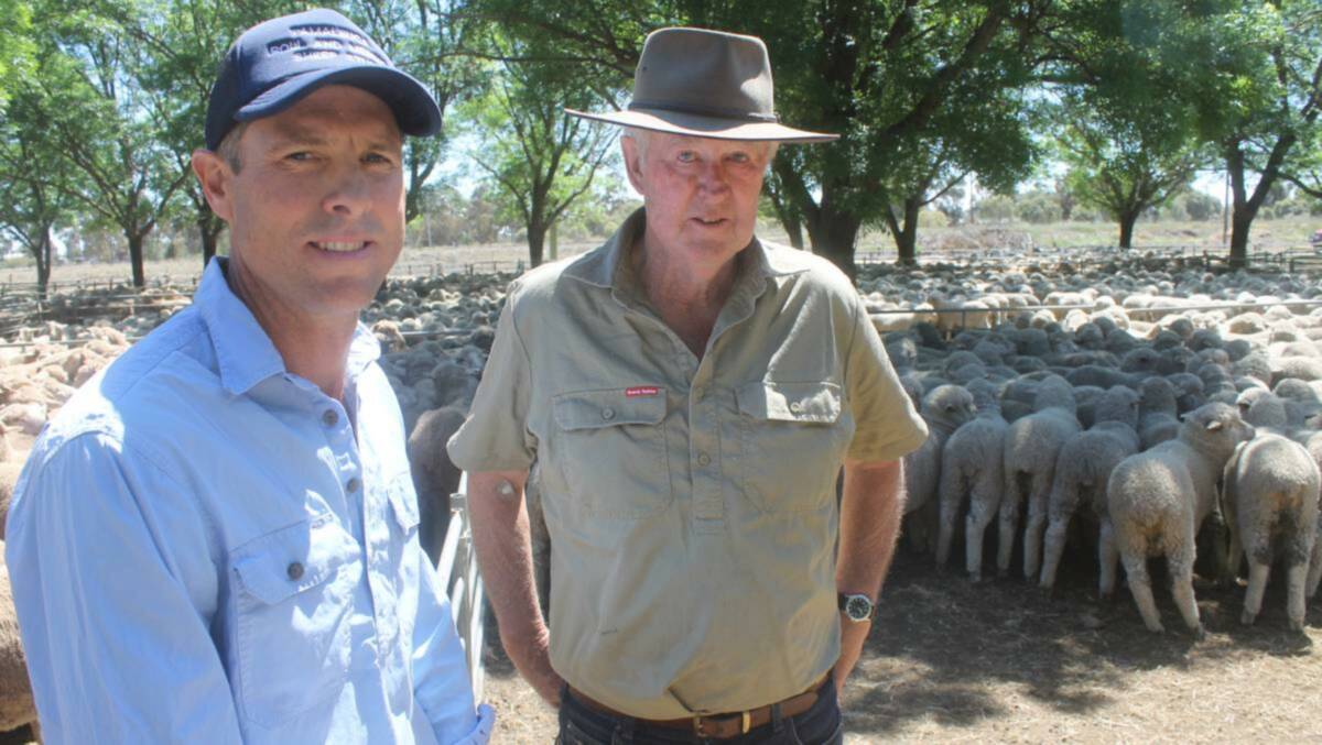 Simon and David Ettershank, Murrabit sold Merino wether lambs to $131 a head. Photo: Murray Arnel