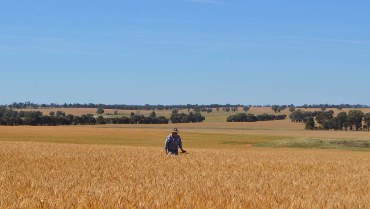 Judge Paul Parker assessing the crop of Gregory entered by Agoodco, Craigfernie, Lockhart
