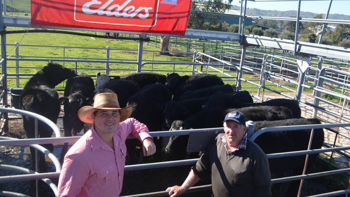Elders Gundagai agent Jake Smith with client Kevin Cotterill, Gundagai and his pen of 12 Angus and black baldy steers which sold for $1120.
