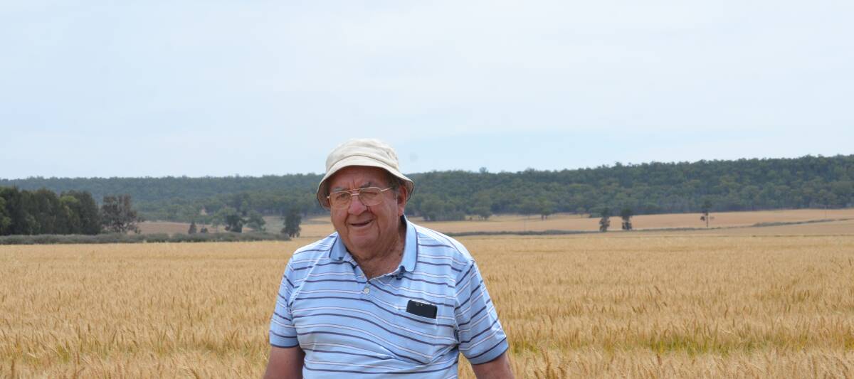 ASC/Suncorp Dryland Wheat Competition coordinator Tom Dwyer in the crop of Catapult wheat near Lockhart.