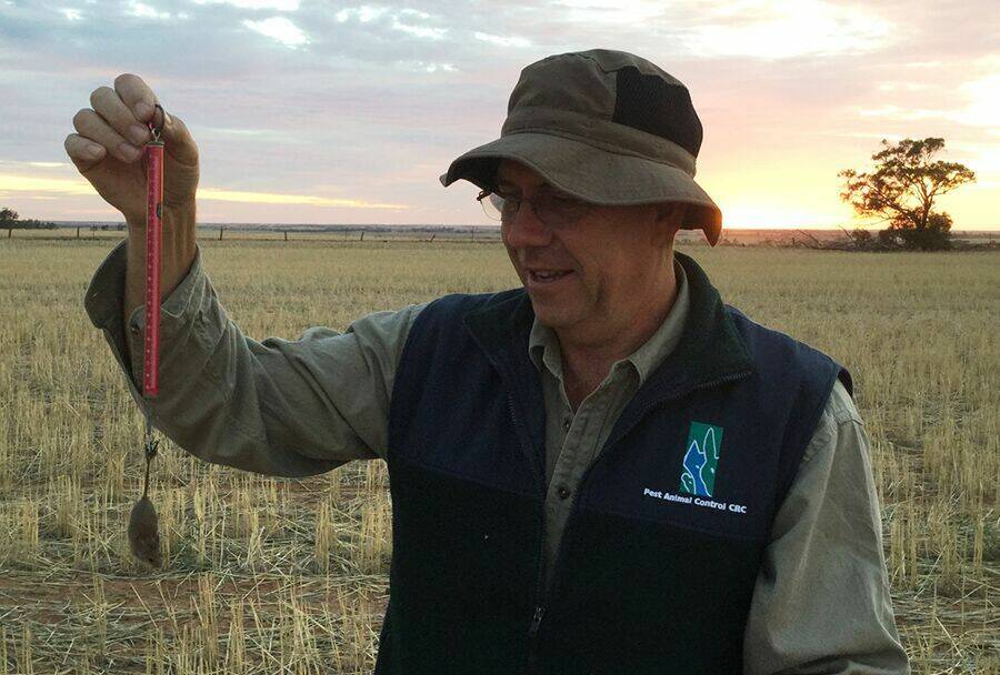CSIRO researcher Steve Henry, who has been surveying mouse activity for the GRDC-investment project, warns that bringing even a small infestation through to spring could create massive problems for summer.
