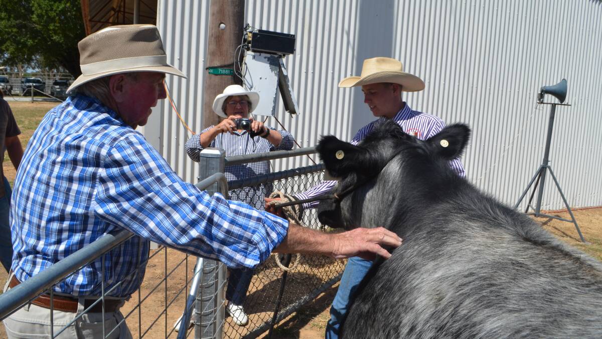 Graham Simmonds reaches out to affectionately handle the steer he bred while his wife Julie takes a photo. He is hopeful the steer will attract a good price during the auction at the Sydney Royal. 
