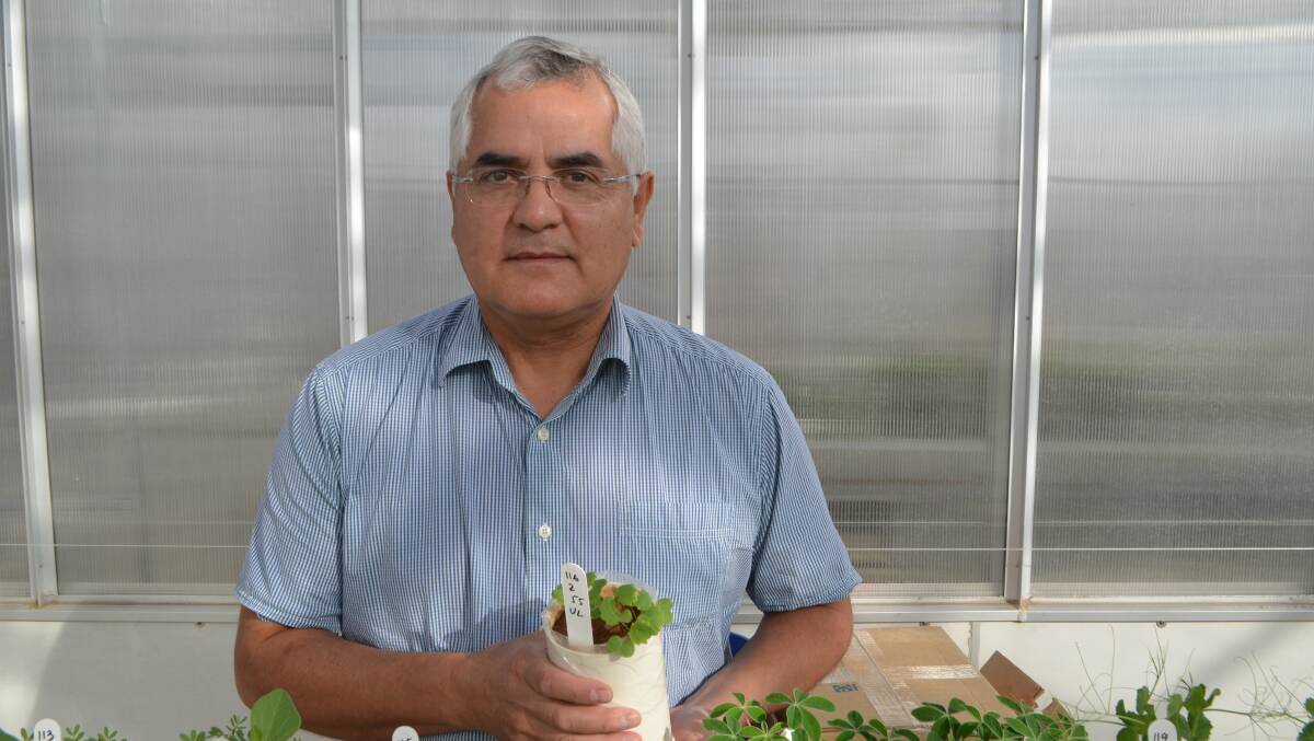 Dr Sergio Moroni in the glasshouse at the Graham Centre, Wagga Wagga with a sample Canola plant showing the effect of Manganese toxicity. “It indicates too much Mn, not a deficiency,” Dr Moroni said.

