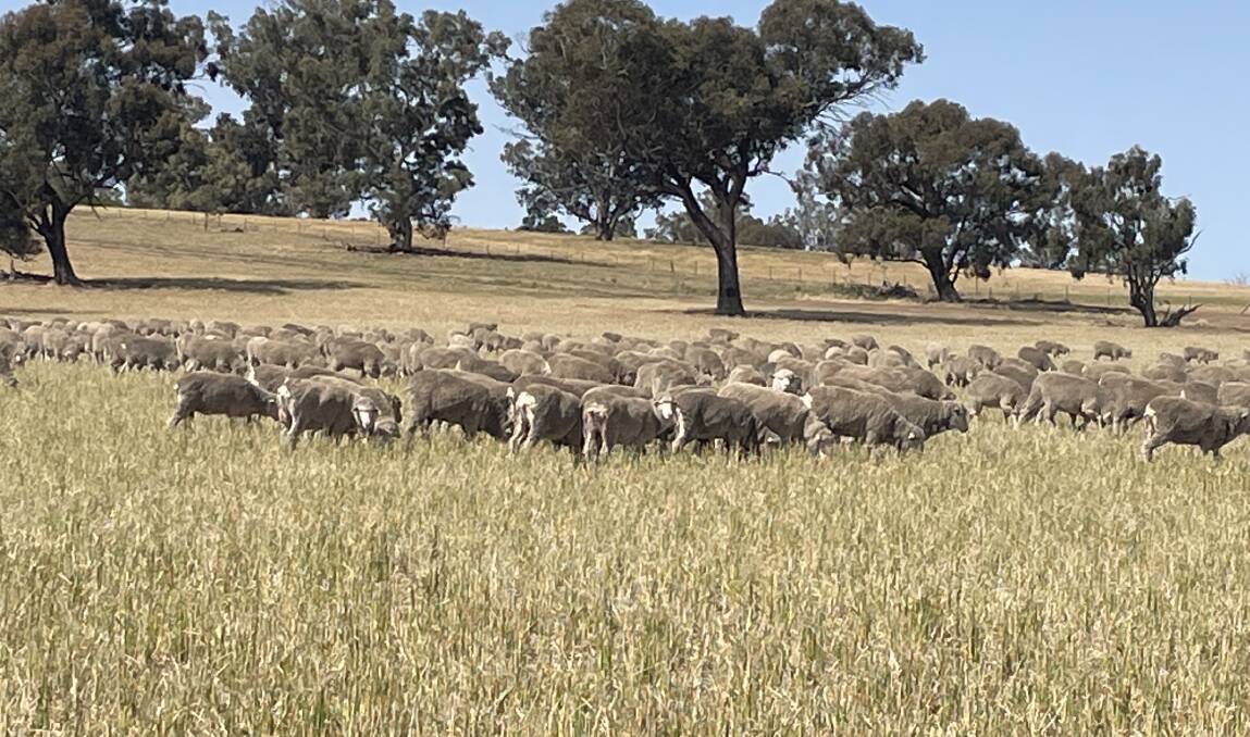 Recently crutched and unclassed maiden Merino ewes at Arajoel, Galore.