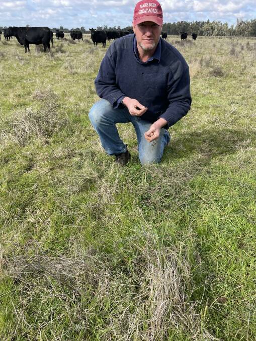 Michael Gooden showing the proliferation of speices protected by an old roly poly bush which the cattle have didtrurbed.