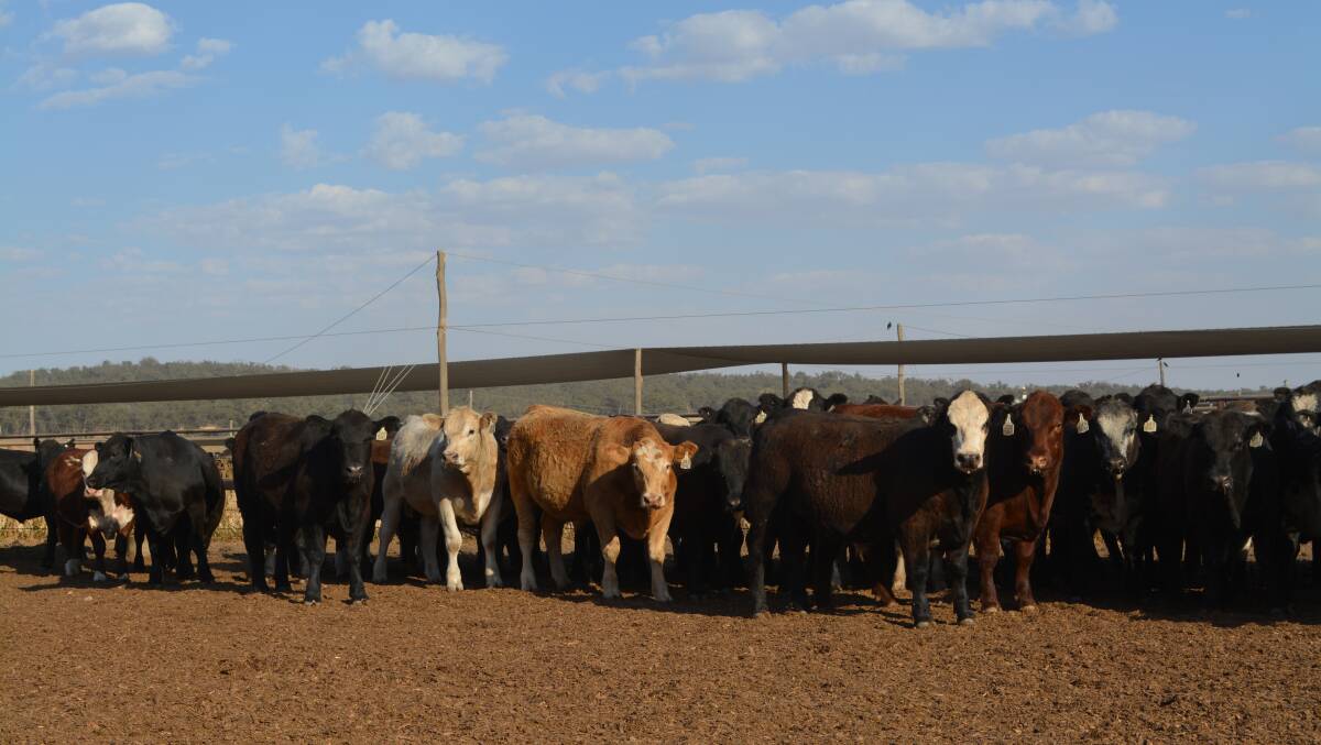 Cattle trial boosts opportunities