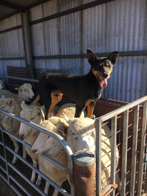 The Monaro Utility Dog Club, AuctionsPlus and Landmark Cooma are currently running a online dog auction to raise funds for The Louie Mould Foundation. 