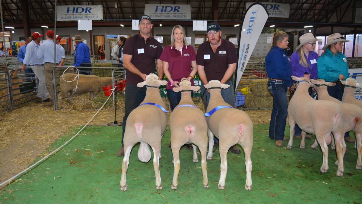 The Sunnybank 45 progeny group from the Rene White Suffolk stud that proved their consistency by taking out the Keith McIntosh Memorial Shield for the White Suffolk sire's progeny group class.