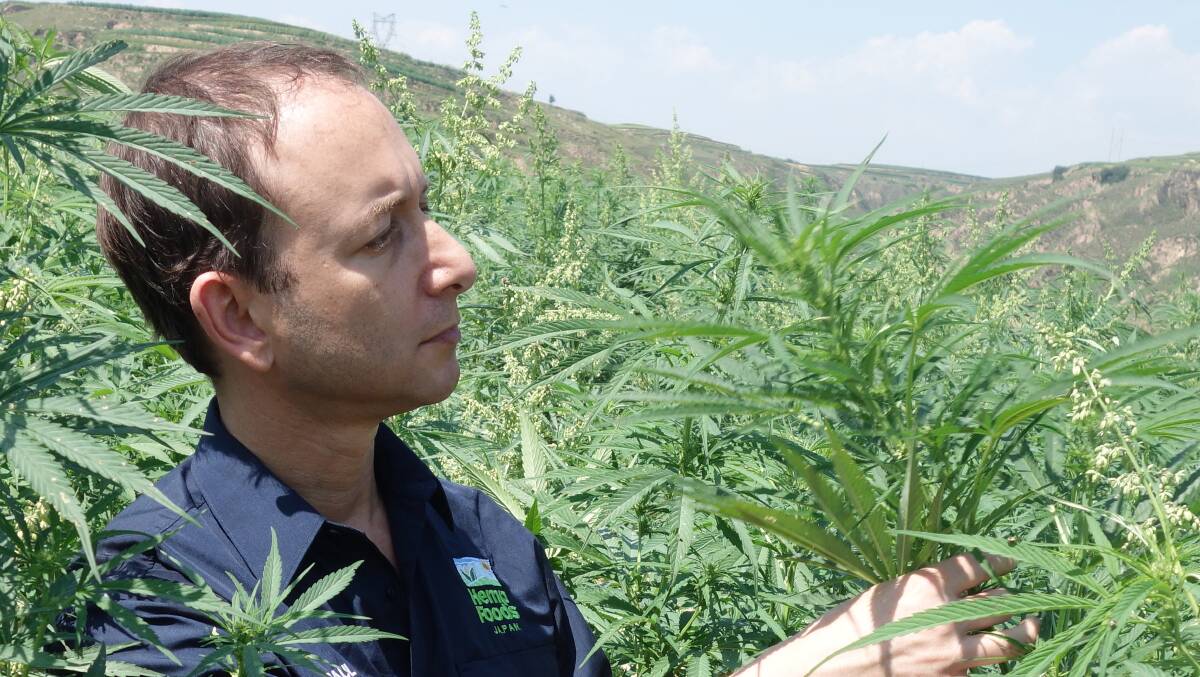 Hemp Foods Australia founder Paul Benhaim said he had long prepared for today’s approval, with new production lines already commissioned that will quadruple his production, and new silos planned to boost on-farm storage at Bangalow.
