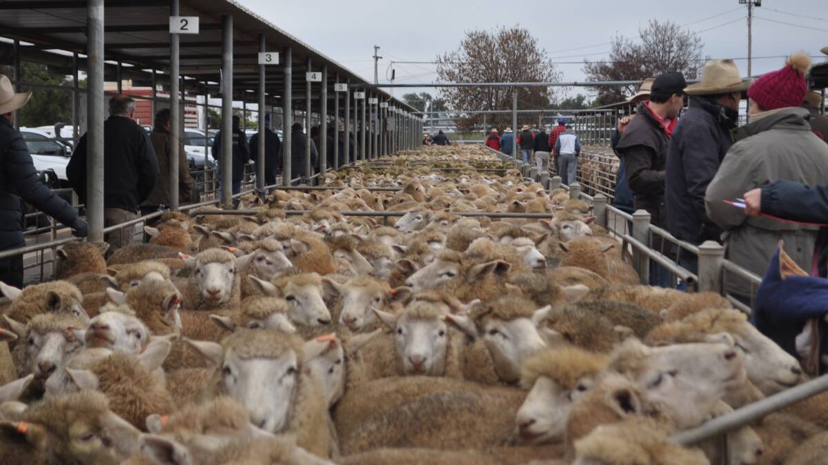 MEET THE MARKET: A file image from Wagga sheep and lamb sale. 