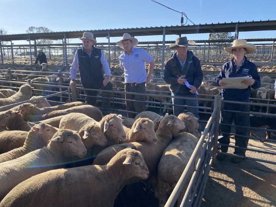 CHARITABLE ACTS: Some of the charity lambs offered by H Francis and Co at the Wagga market on Thursday. Picture: H Francis and Co