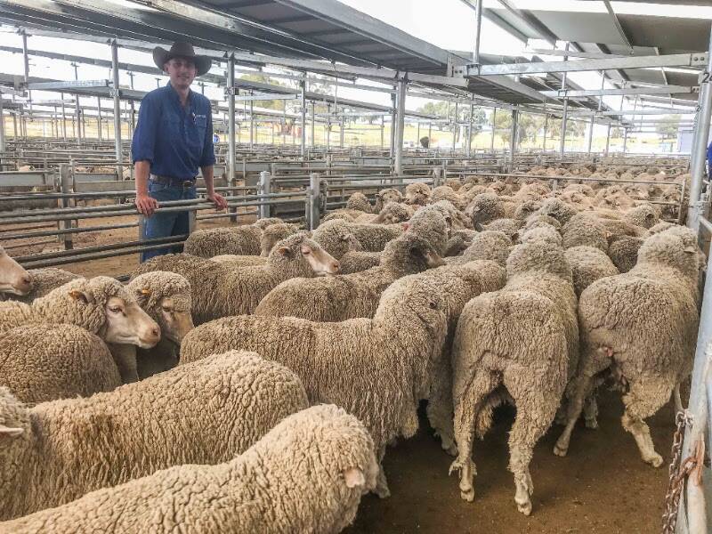 MEET THE MARKET: Bontara Merino Stud at Gobarralong, topped the Merino ewe markets with this pen sold by Sam Hunter of Agstock, for $159.20. 